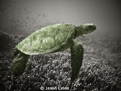This is Honu meaning Sea Turtle in Hawaiian.  I got this ... by Jason Cross 